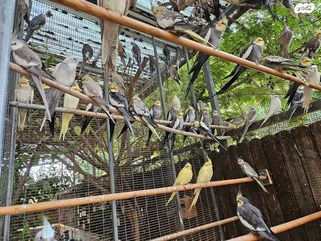 תוכי קוקוטייל