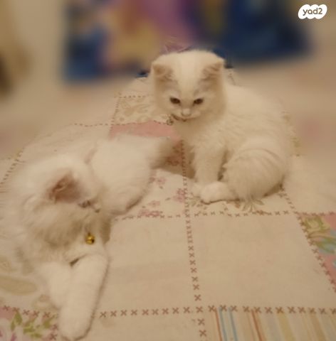 חתול אנגורה