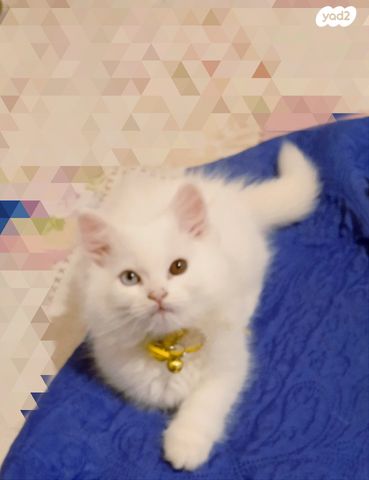 חתול אנגורה