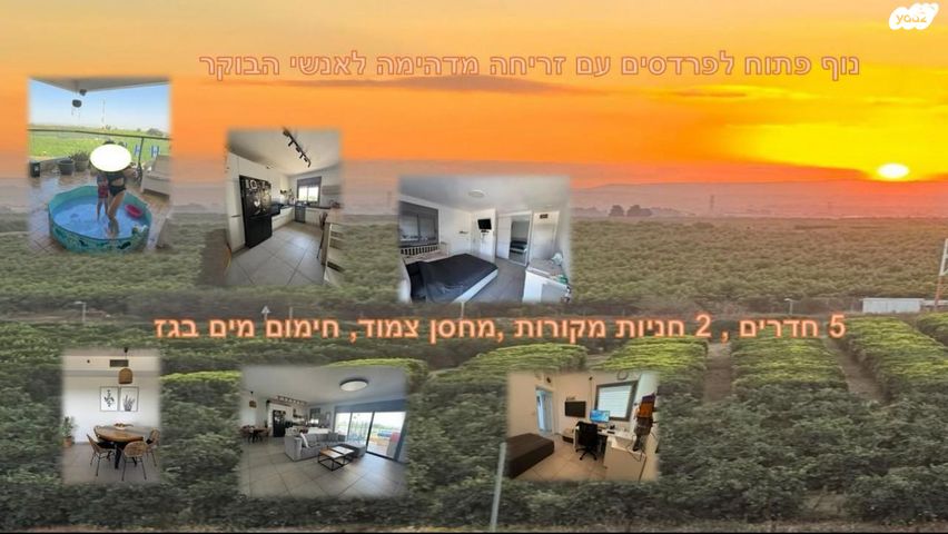 שושנה דמארי 3