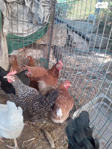 תמונת מודעה - חיות מחמד