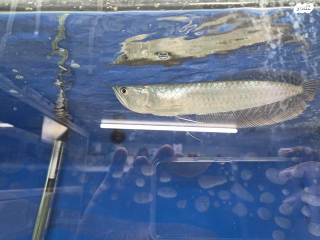 תמונת מודעה - חיות מחמד