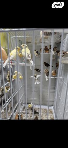 תמונת מודעה - חיות מחמד