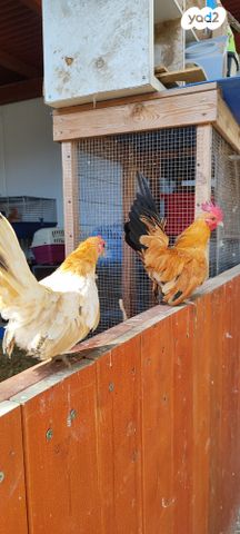 תמונת מודעה - חיות מחמד