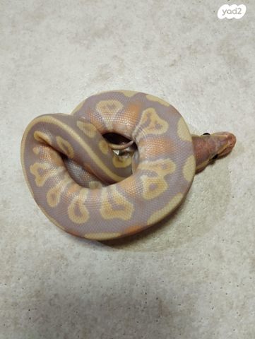 תמונת מודעה - חיות מחמד