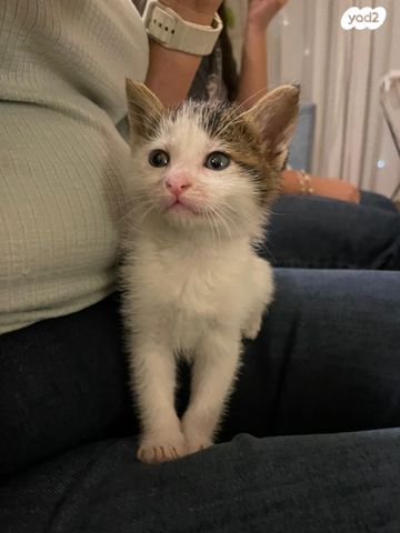 תמונת מודעה - חיות מחמד