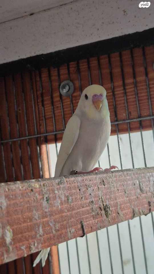 תמונת מודעה - חיות מחמד