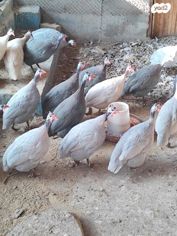 תמונת מודעה - חיות מחמד