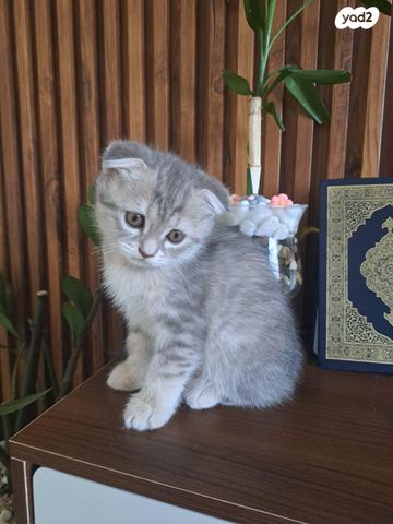 תמונת מודעה - חיות מחמד