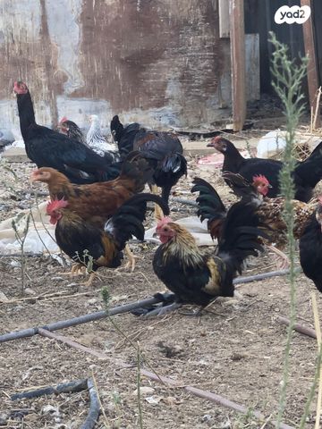 תמונת מודעה - חיות מחמד