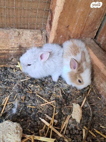 תמונת מודעה - חיות מחמד