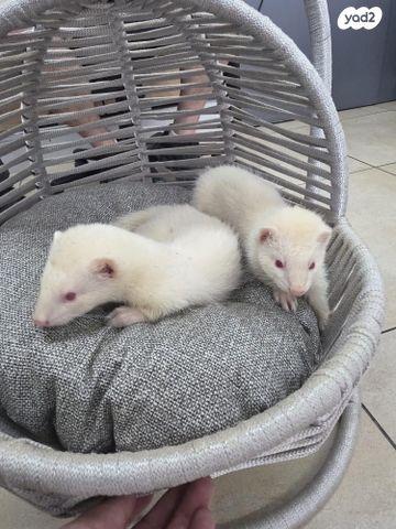 תמונת מודעה - חיות מחמד