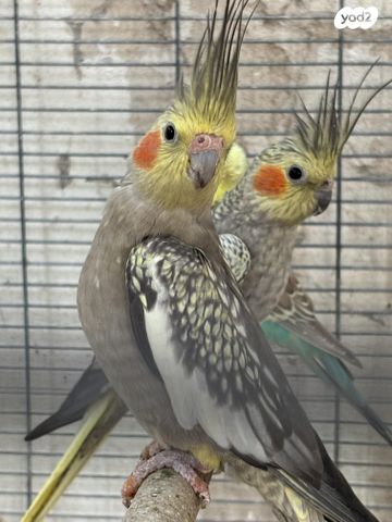 תמונת מודעה - חיות מחמד