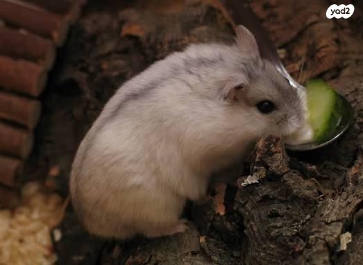 תמונת מודעה - חיות מחמד