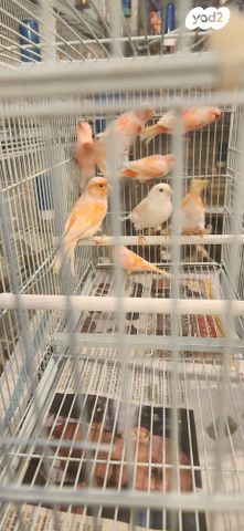 תמונת מודעה - חיות מחמד