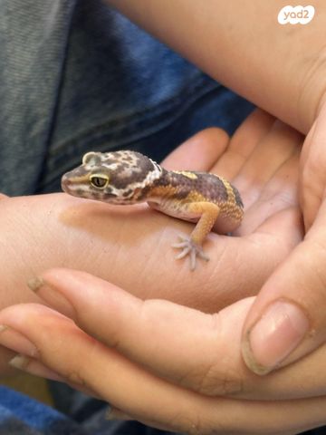 תמונת מודעה - חיות מחמד