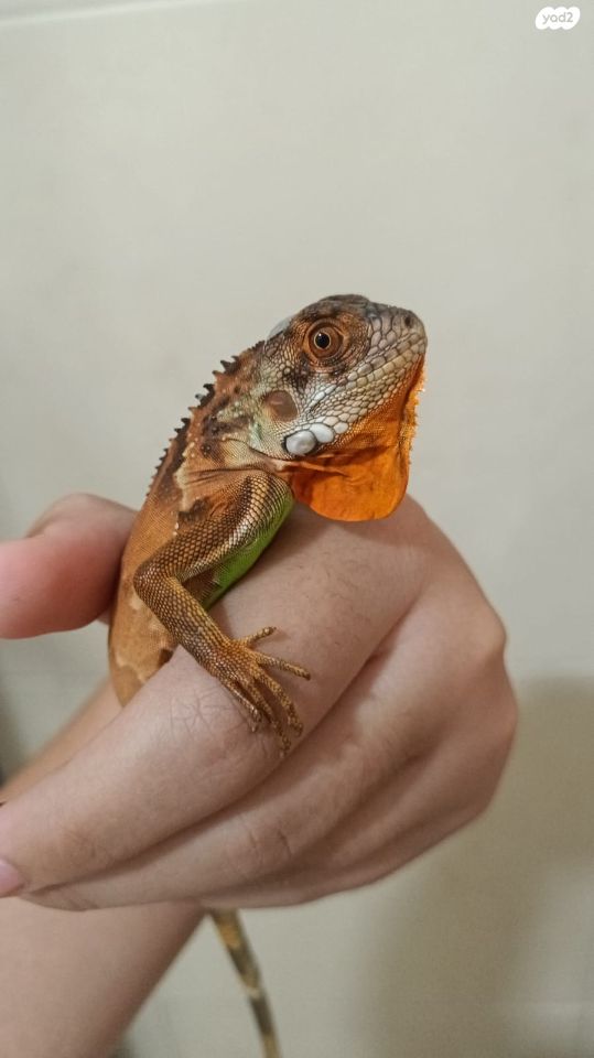 תמונת מודעה - חיות מחמד