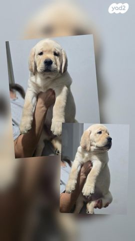 תמונת מודעה - חיות מחמד