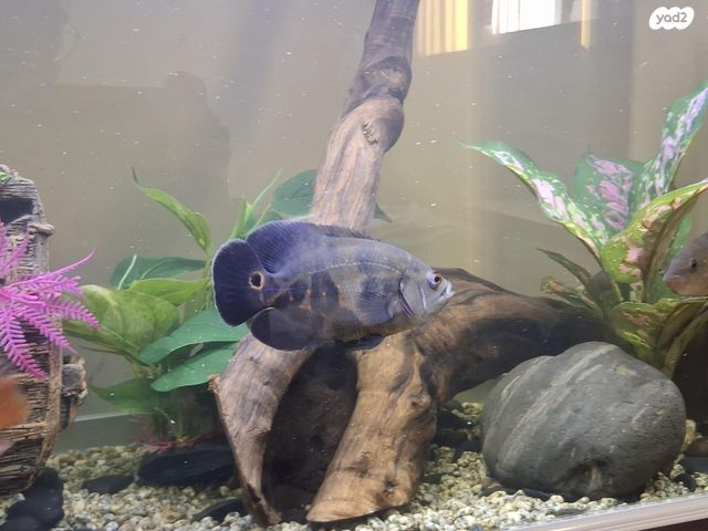 דג ציקלידים