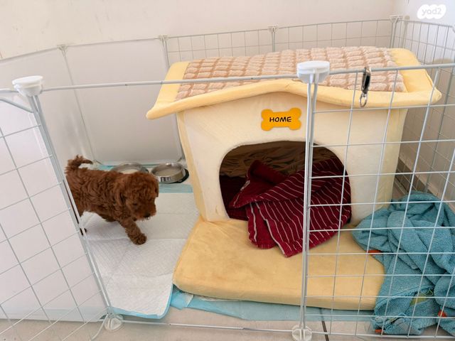 אביזרים | ציוד לאילוף