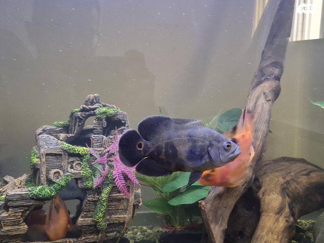 דג ציקלידים