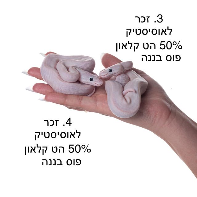 זוחל פיתון מתכדר