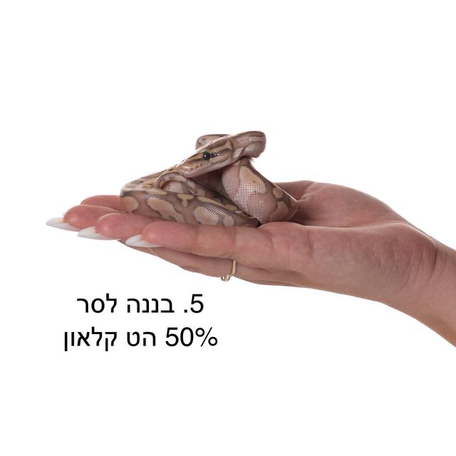 זוחל פיתון מתכדר