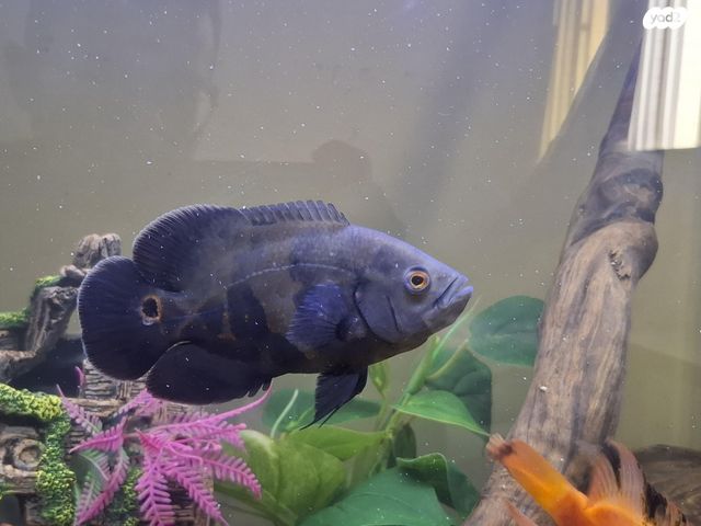 דג ציקלידים