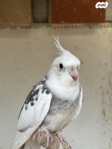 תוכי קוקוטייל