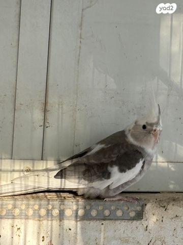 תוכי קוקוטייל