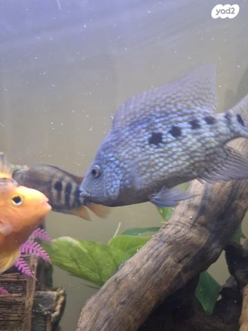 דג ציקלידים