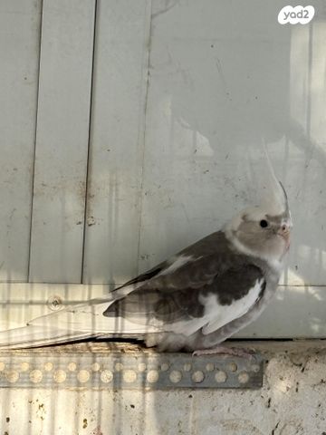 תוכי קוקוטייל