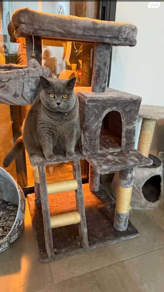 אביזרים | משחקים וצעצועים