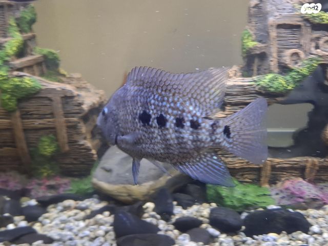 דג ציקלידים