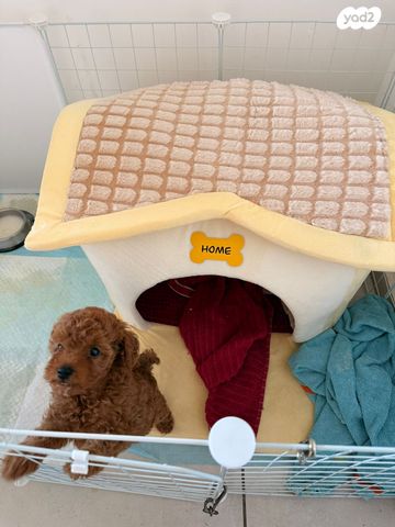 אביזרים | מיטה