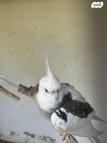 תוכי קוקוטייל