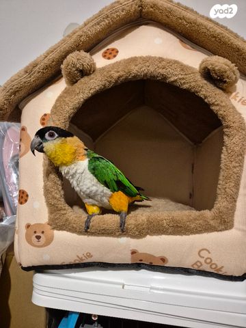 אביזרים | מיטה