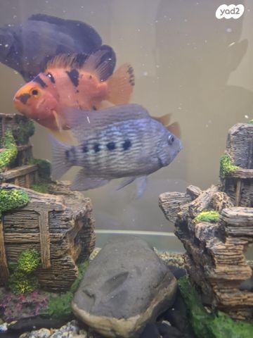 דג ציקלידים