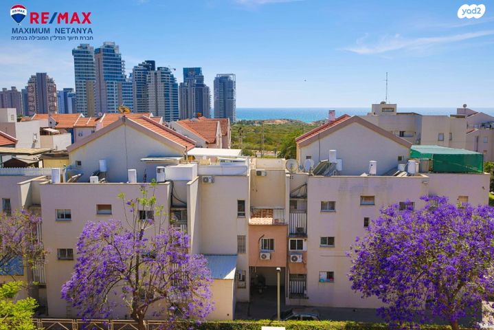 אירוס הארגמן 