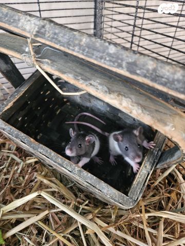 תמונת מודעה - חיות מחמד