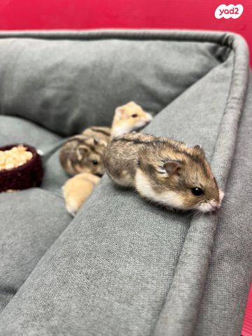 תמונת מודעה - חיות מחמד