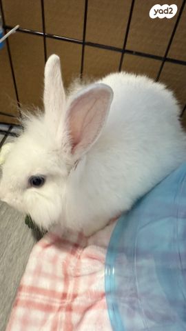 תמונת מודעה - חיות מחמד