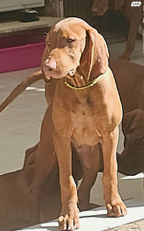 תמונת מודעה - חיות מחמד