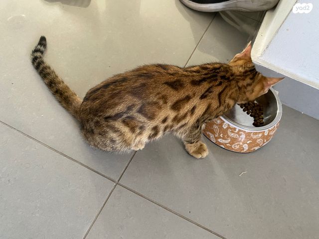 תמונת מודעה - חיות מחמד