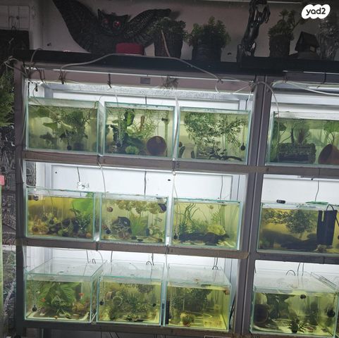 תמונת מודעה - חיות מחמד