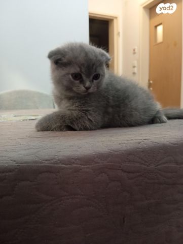 תמונת מודעה - חיות מחמד