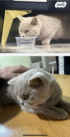 תמונת מודעה - חיות מחמד