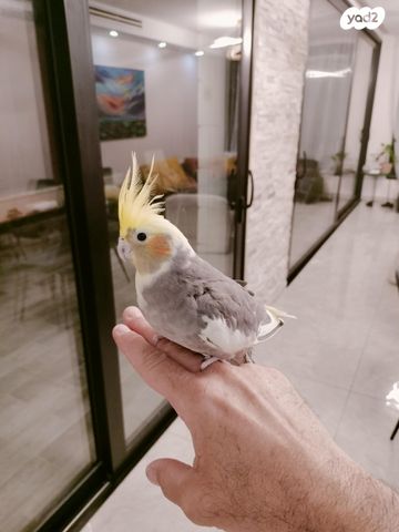 תמונת מודעה - חיות מחמד