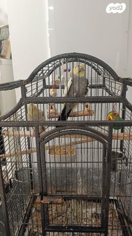 תמונת מודעה - חיות מחמד