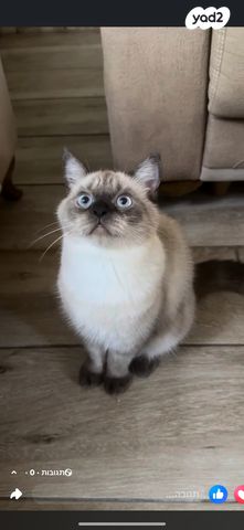 תמונת מודעה - חיות מחמד